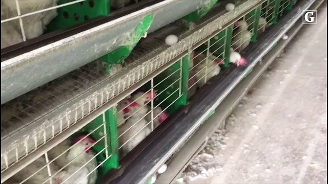 Avicultores de Santa Maria organizam manifestação em Vitória