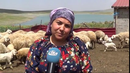Üniversite Mezunu Kadın Koyun Çiftliği Kurdu