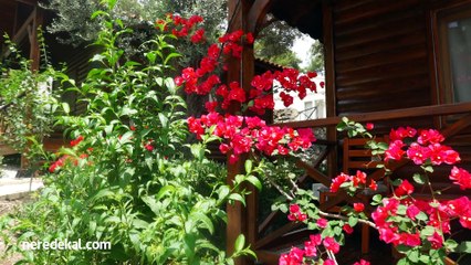 Mavi Yeşil Bungalov Pansiyon&Restaurant