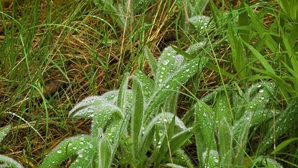 4K Nature Documentary "Beautiful Washington". Episode 6 - Trailer