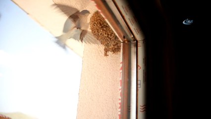 TOKİ kırlangıç yuvaları nedeniyle çalışmaları durdurdu