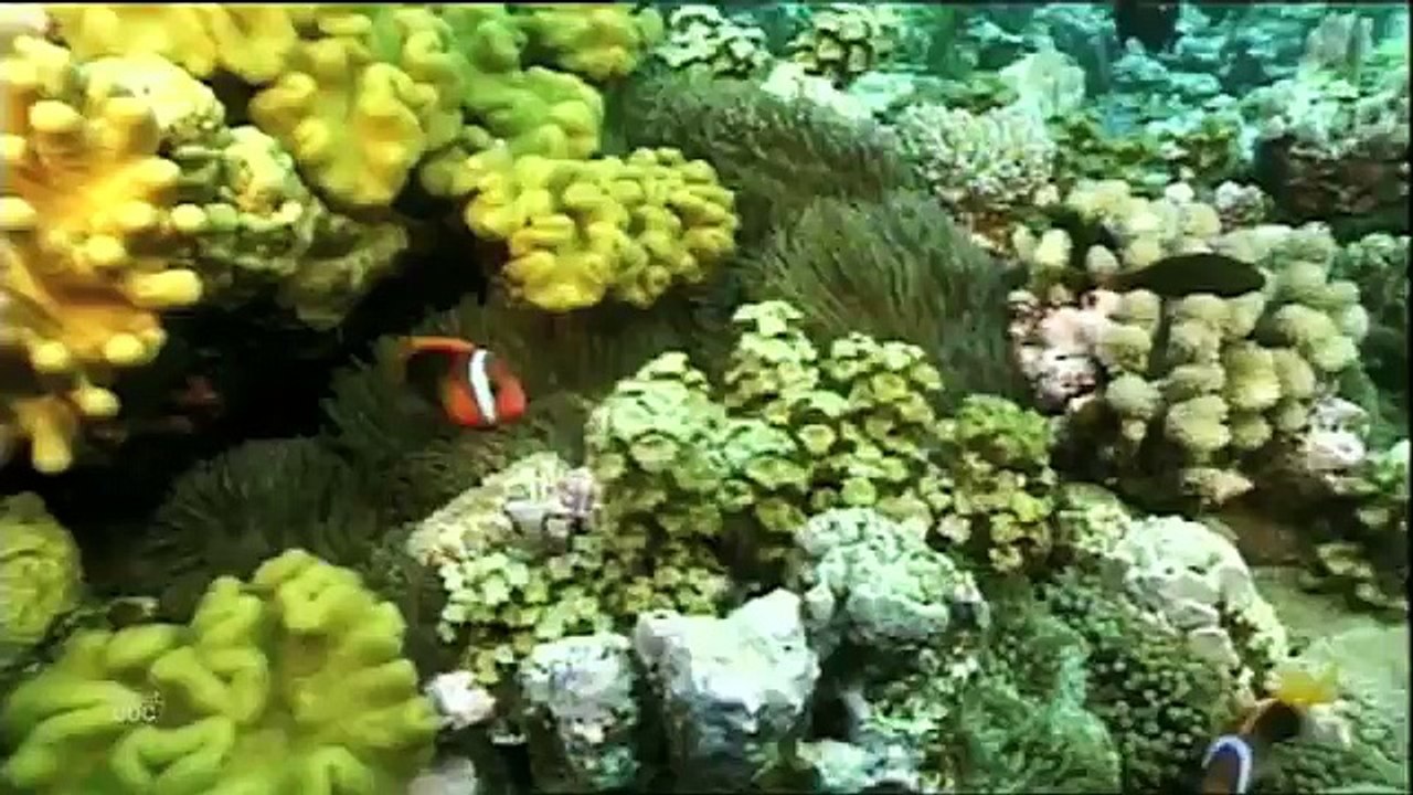 Snake Documentary Full Documentary. Komodo Dragon | Land of Dragons - Planet Doc Full Documentarie