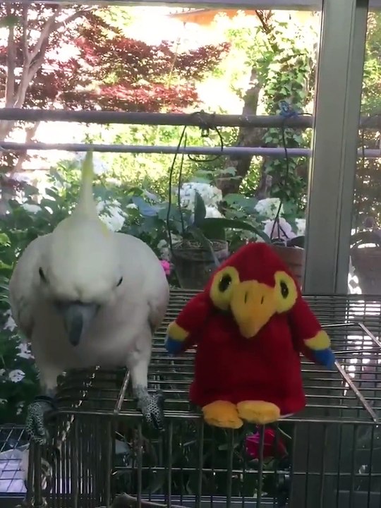 Un perroquet imite une peluche qui l'imite à son tour...