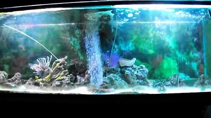 How to REMOVE NITRATES 7 different methods MAINTENANCE FREE aquarium.