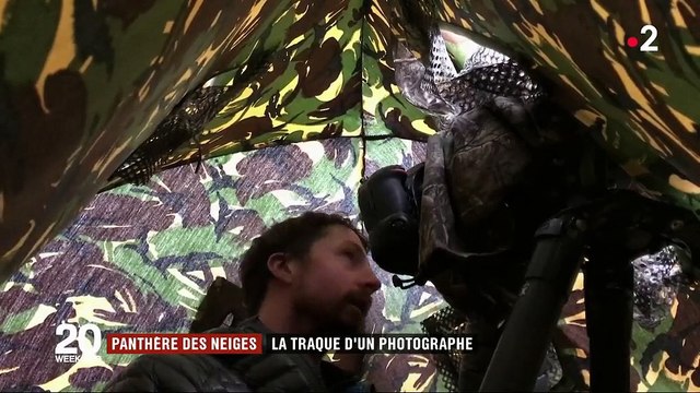 Panthère des neiges : la traque d'un photographe
