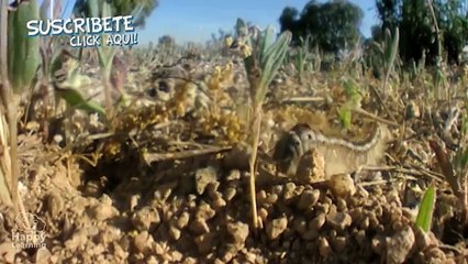 Los Artrópodos | Videos Educativos para Niños