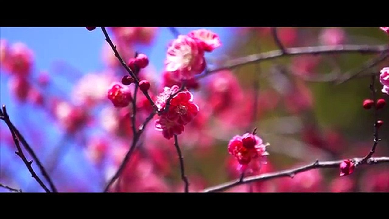 Japan • Thru My Eyes