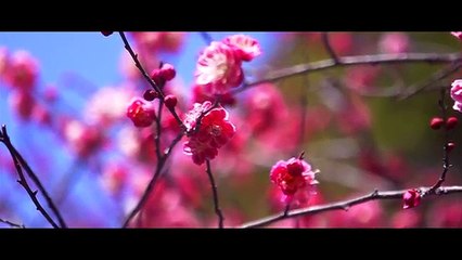 Japan • Thru My Eyes