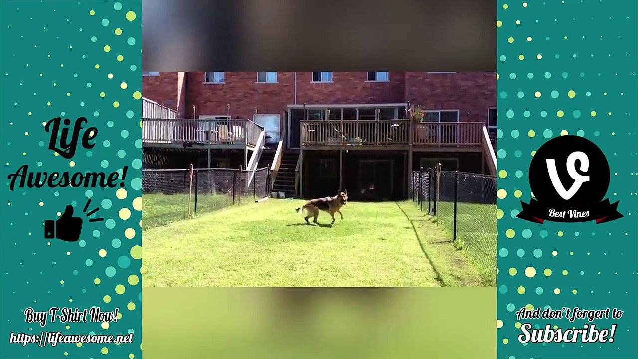 Try Not To Laugh At This Ultimate Funny Dogs Compilation 2018 | Funny Animals Videos