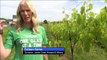 Eco-Friendly Winery in Missouri Helps Environment with Each Bottle