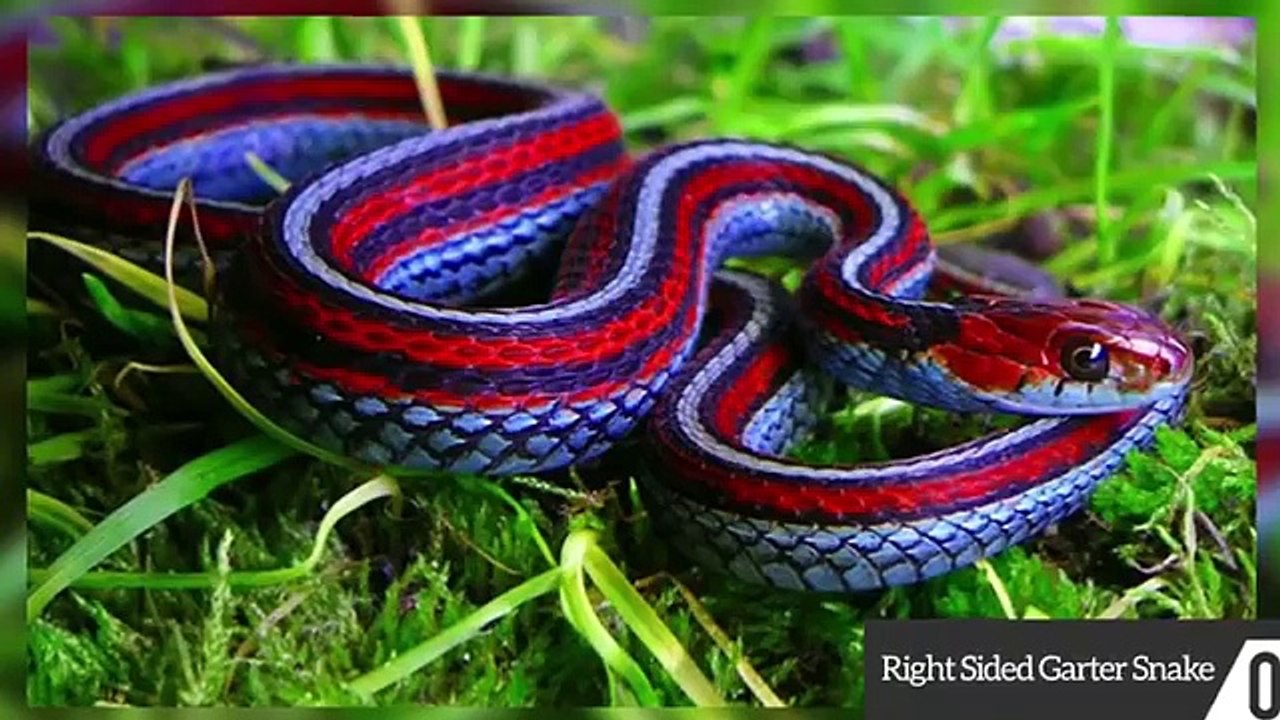 15 Weirdest Animal Mating Rituals