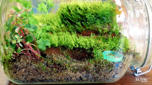 Ewiges Terrarium - [ 2 Jahre später ]