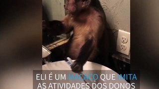 Macaco Imita os Donos
