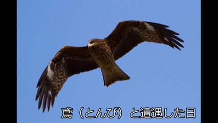 【感動・心の旅アーカイブ】トンビ（鳶）との遭遇 in 聖蹟桜ヶ丘