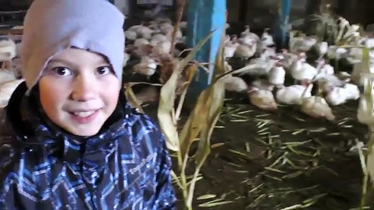 VLOG Помогаю Деду на ферме Коровы Индюки #СельскоеХозяйство Life of a Farmer