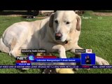Unik, Anjing Labrador Adopsi 9 Anak Bebek - NET 12