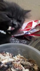 Cats eating fish