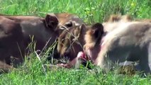 Lions Hunt Warthog in Maasai - World of Animals