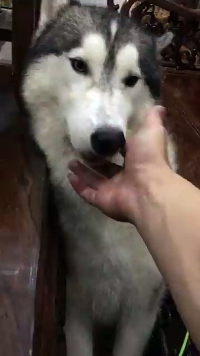 when huskies sad