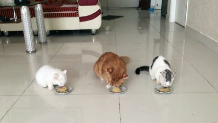 competitive food eating