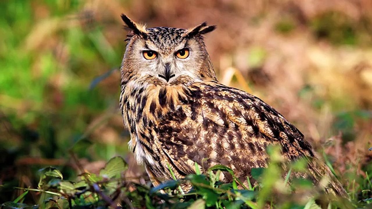 TOP 10 FUNNIEST SUPERBOWL ADS - Best Ten Super Bowl XLVII new Commercials