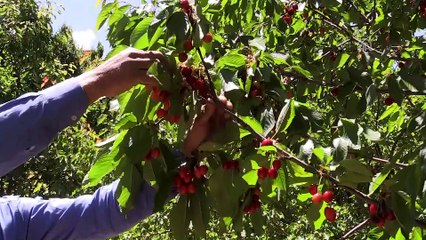 Kiraz üreticisi 'dalbastı'yla kazanacak - MALATYA