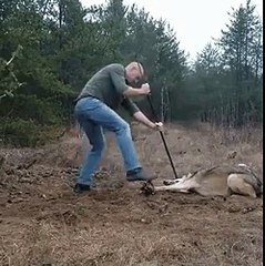 Man helping a wolf stuck in a trap