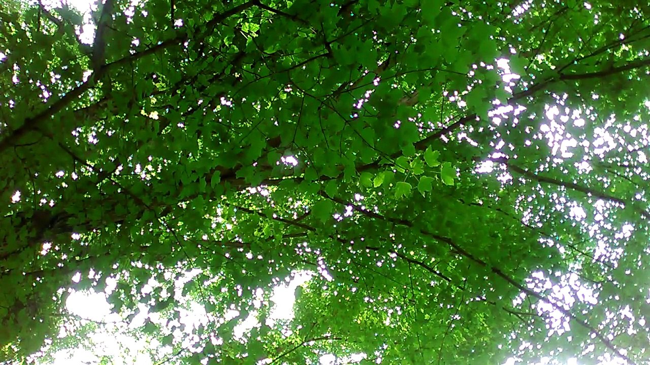 ASMR Nice Wonderful Day One Hour of Nature Sounds Trees Bird Sounds Summer 자연 Gozd лес 숲 las δάσος