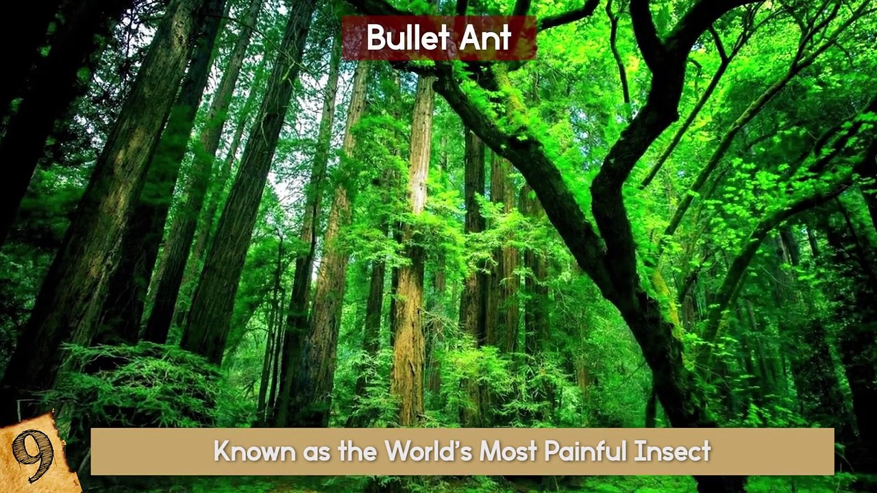 Most DANGEROUS Bugs Around The World!