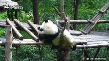 #HiPandaPoor twig is crashed over by panda couple who are doing...That’s why a fit body is important, huh?