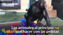 Estos chimpancés rescatados disfrutan de su retiro en improvisada tina de pelotas» http://t13.cl | Video: Reuters