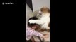 Too cute! Baby strokes cat and cat licks baby