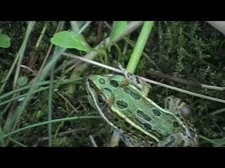 Times When I  Know You'll Be Sad - Biosphere