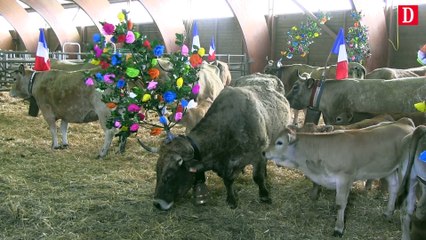 L'Aubrac fait sa transhumance