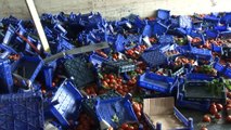 Bayrampaşa'da domates yüklü kamyon devrildi...Tonlarca domates yola saçıldı