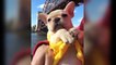 Funniest Bulldog Copy Funniest - Cutest French Bulldog Videos | Funny DOG Compilation #446