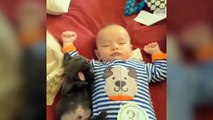 Funniest Bulldog Copy Funniest - Cutest French Bulldog Videos | Funny DOG Compilation #447