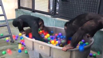 Rescued Chimpanzees Enjoy Retirement In Makeshift Ball Pit