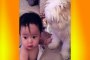 Babies Playing With Dogs - Funny Babies
