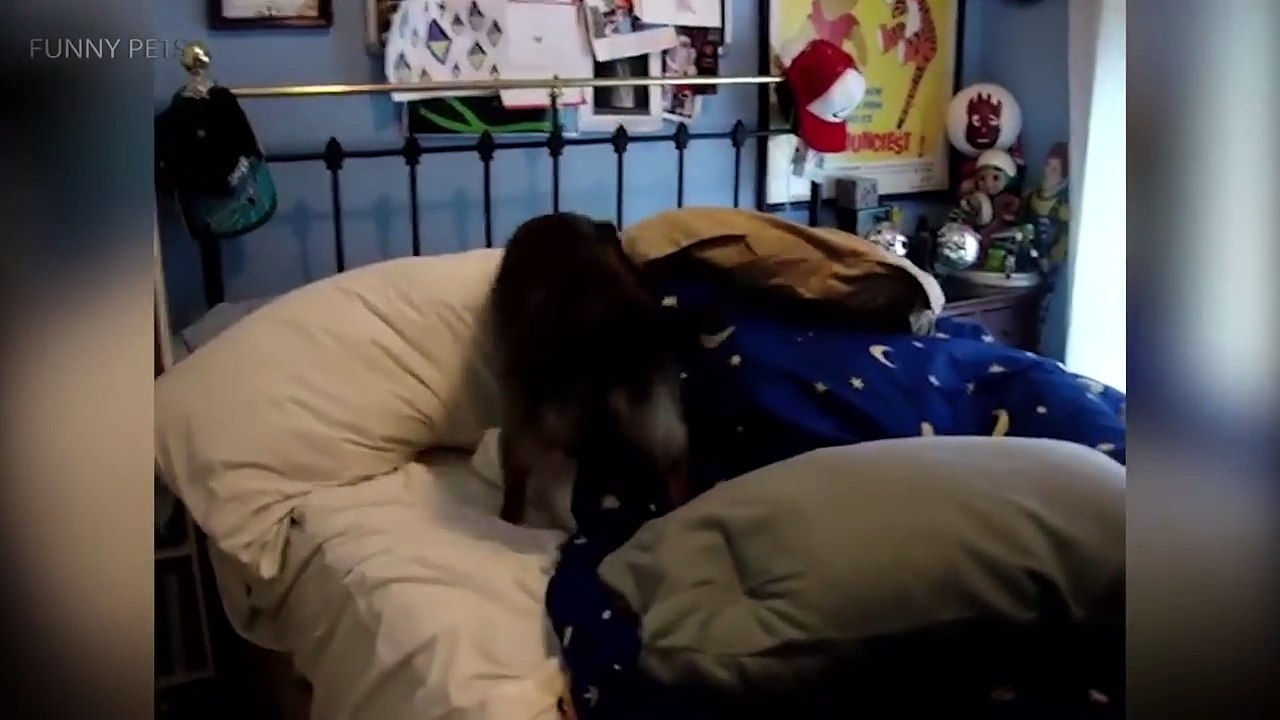 Cute Pets Waking Up Their Owners ⏰ Best Alarm Clock Ever!