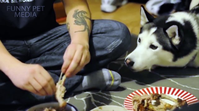 Funny Dogs Begging for Food [Funny Pets]