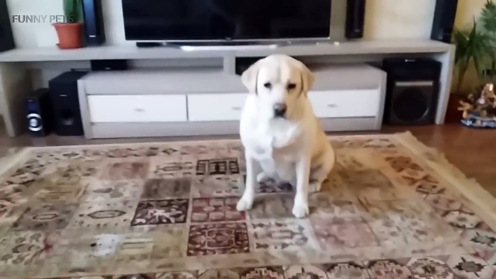 Funny Labradors