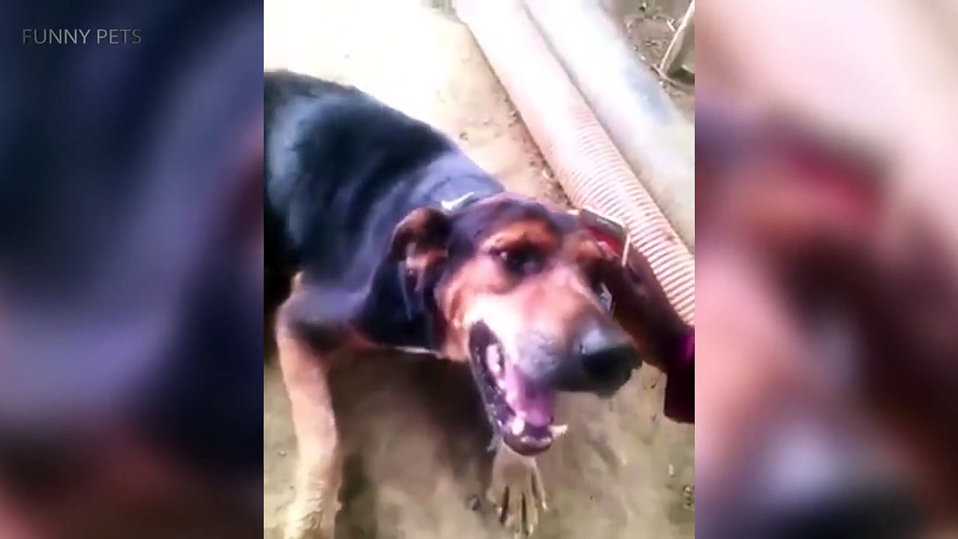 Funny Pets