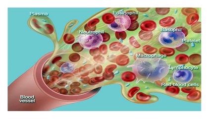 Function of Blood - The Connective tissue