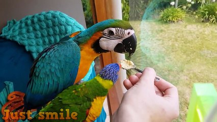 Super Cute And Funny Parrots Compilation 2018