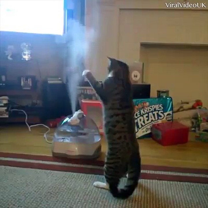 Qué cosas tan raras hacen los gatos