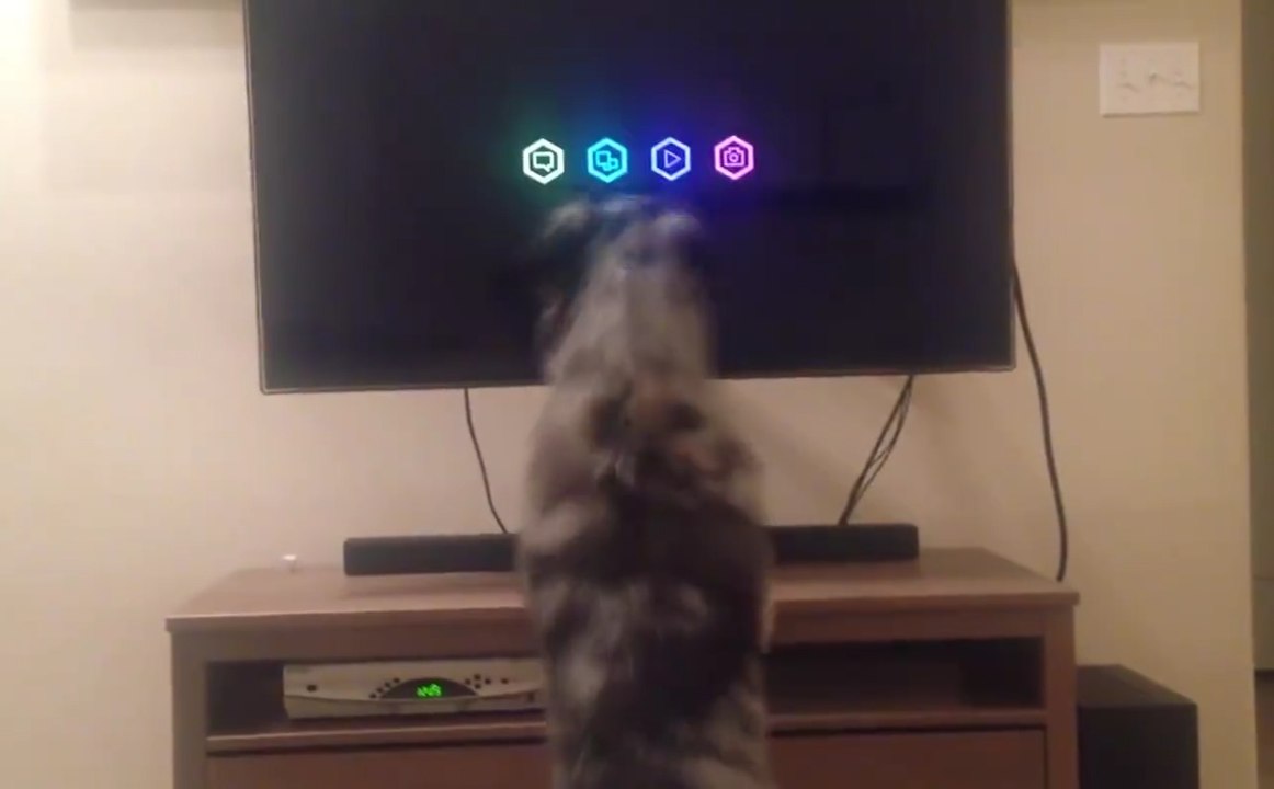 Ce chien va chercher son panier pour regarder la TV... Trop mignon