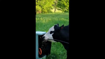 Cette vache a décidé de couper la ligne téléphonique du village