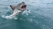 Un grand requin blanc saute hors de l'eau toutes dents dehors à quelques mètres des touristes