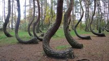 Voici Krzywy Las, la mystérieuse forêt tordue qui intrigue les touristes en Pologne
